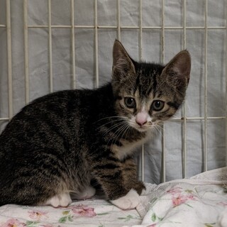 キジ5兄妹・桃ちゃん、おとなしい