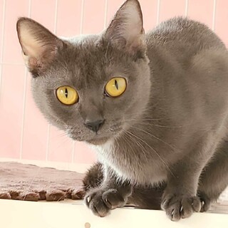 艶々のグレー猫