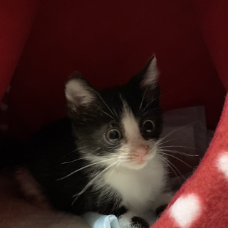 甘えんぼなハチワレ　里親様とやりとり中