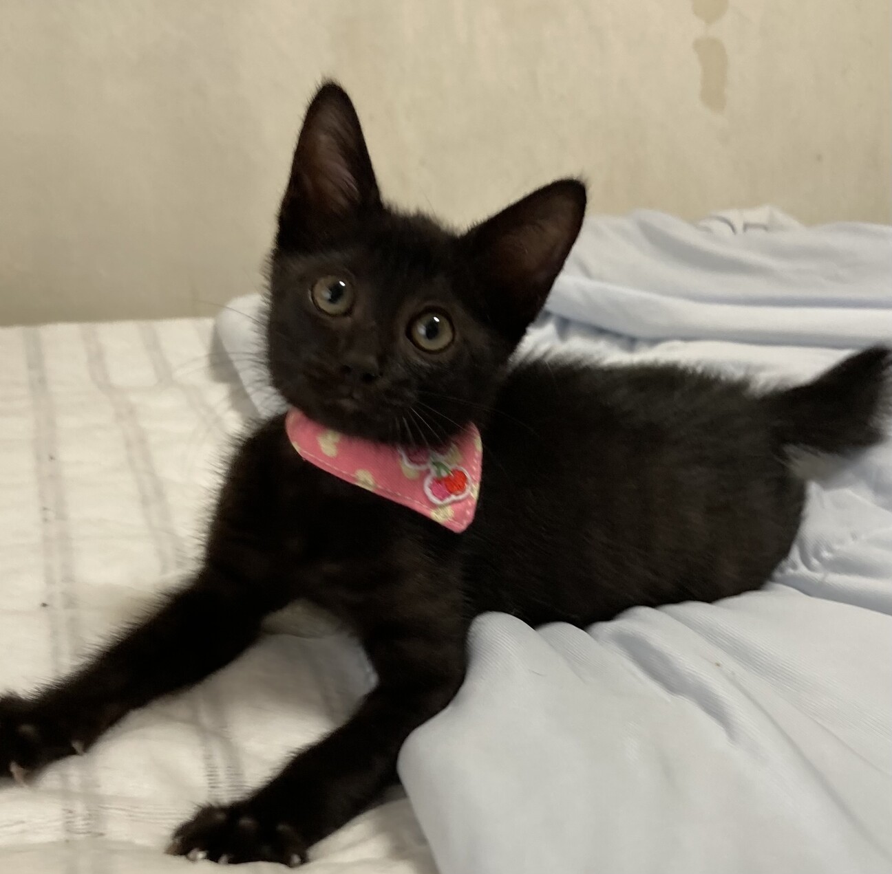 くろねこ様　お見積もりページ 請求書・受領書・見積書 | ドメインの取得も更新も国内最安値