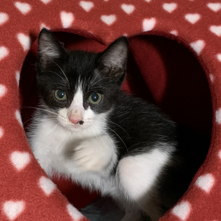 かわいいハチワレ　里親様とやりとり中です