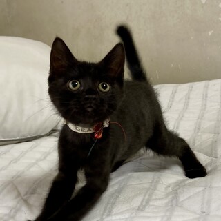 おっとりした性格、超甘えん坊な♪タンゴくん