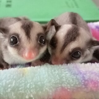 フクロモモンガ里親募集します