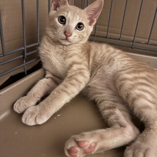 生後2〜3ヶ月◎茶トラの男の子♂