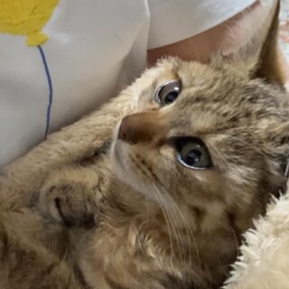 美人でキュートなテトちゃん