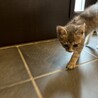とても人懐っこいグレー色の3ヶ月の男の子 サムネイル6