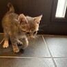 とても人懐っこいグレー色の3ヶ月の男の子 サムネイル7