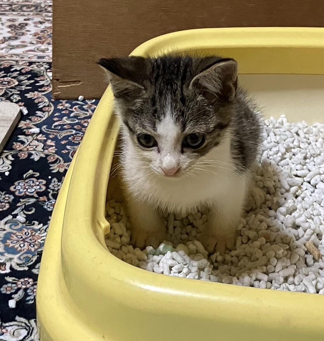 終生飼える方求む サムネイル7