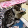 終生飼える方求む サムネイル2