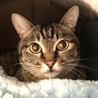 【レア】美人なキジの女の子