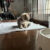 とても人懐っこいグレー色の3ヶ月の男の子 サムネイル5