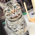 モデル経験あり！童顔美猫のダイヤちゃん