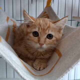 珍しい茶トラの女の子♡少しビビりな『タミィ』