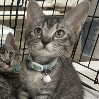 募集停止人馴れバツグン濃い系のサバトラ⭐️京介