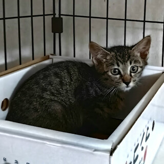 ビビりですけど幸せにして♡キジトラの『ボンボン』