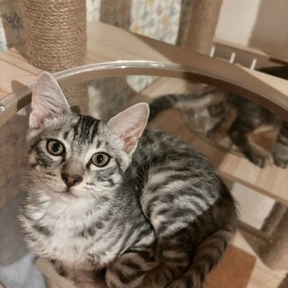 ふみふみ甘えん坊♡ハイビー君