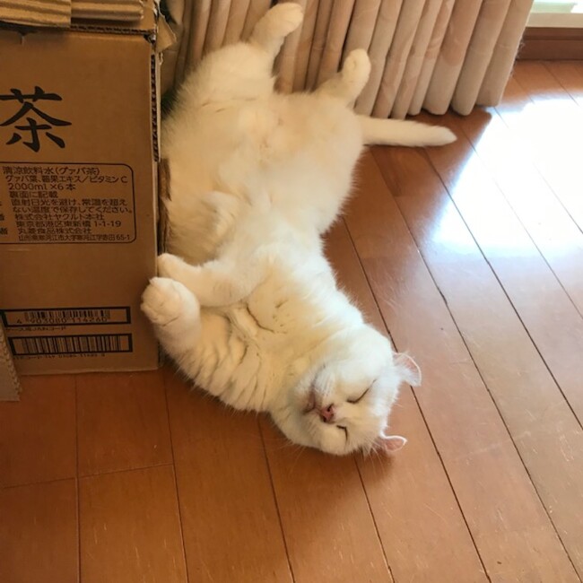 ミーニイのカバー写真