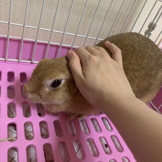 ネザーランドドワーフの花ちゃん