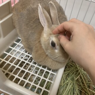 ネザーランドドワーフの椿ちゃん