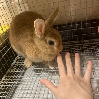 ネザーランドドワーフの梅ちゃん