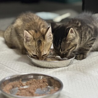 24年4月末生まれ。オス&メスのキジトラ兄弟です！