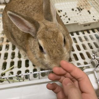 ネザーランドドワーフの桜ちゃん