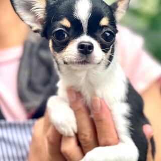 24-W167 チワワ仔犬　1.2㎏