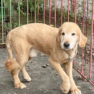 24-M170　良い子過ぎのゴルちゃん！！