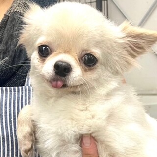 24-W166　可愛過ぎてメロメロちゃんです！