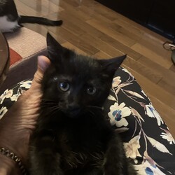 黒ちゃんお届け