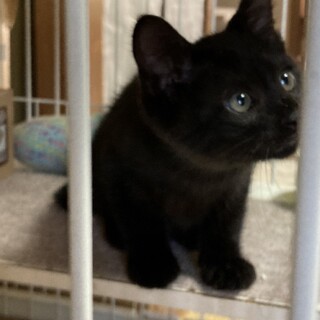 可愛い黒猫2ヶ月
