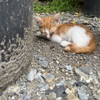 誰かこの子を助けてあげれる方【現在交渉中】