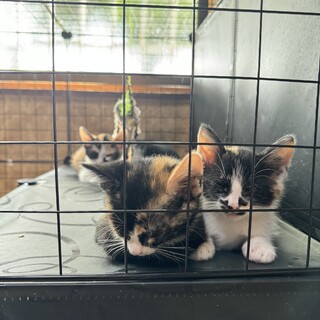 可愛いミケちゃん姉妹　子猫　生後1〜2ヶ月くらい