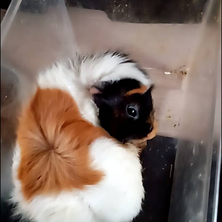 モルモットオスメス2匹