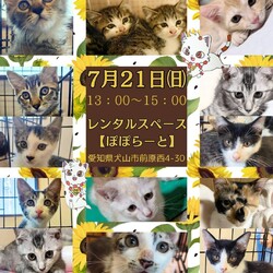 猫の譲渡会 @レンタルスペースぽぽらーと