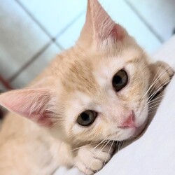 猫の譲渡会 @レンタルスペースぽぽらーと サムネイル2