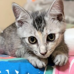 猫の譲渡会 @レンタルスペースぽぽらーと サムネイル3