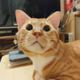 超懐っこい犬みたいなにゃんこ☆とにかく人が好き!!