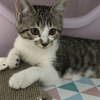 キジシロ　メス　2カ月半