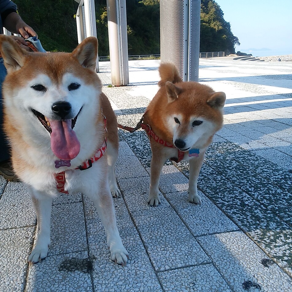 もものカバー写真