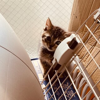 美猫､キジトラ模様の女の子､子猫