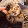 美猫､キジトラ模様の女の子､子猫 サムネイル3