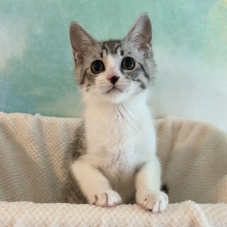 【7/15芝浦】子猫パワー炸裂★元気いっぱいあさり