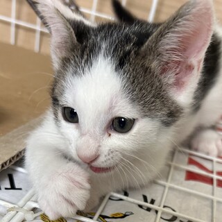 キジシロ　2カ月半の男の子