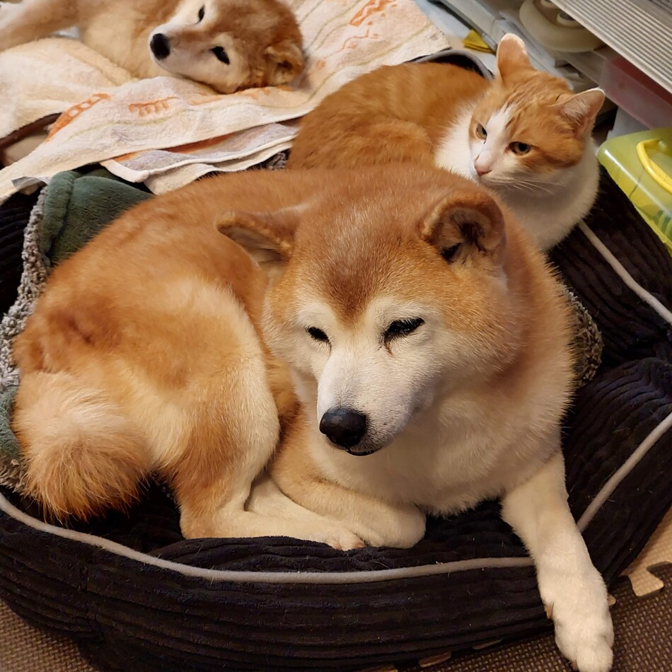 まる子のカバー写真