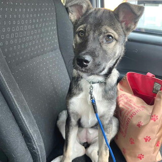 不妊手術済み人なつこい甘えん坊めす子犬