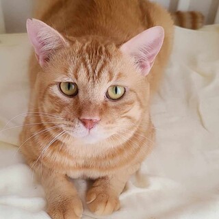 甘えん坊過ぎる茶とら