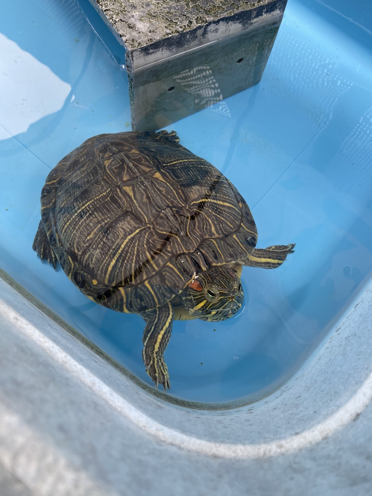 ミドリガメ 広い水場で飼」熊本県 - 爬虫類・他の里親募集(493951