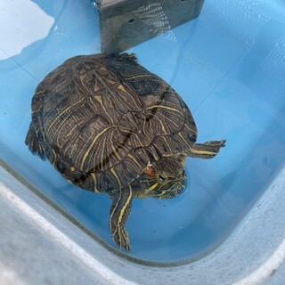 ミドリガメ　広い水場で飼育できる方募集しています