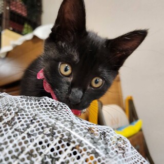 里親決定。黒猫メイちゃん2ヶ月